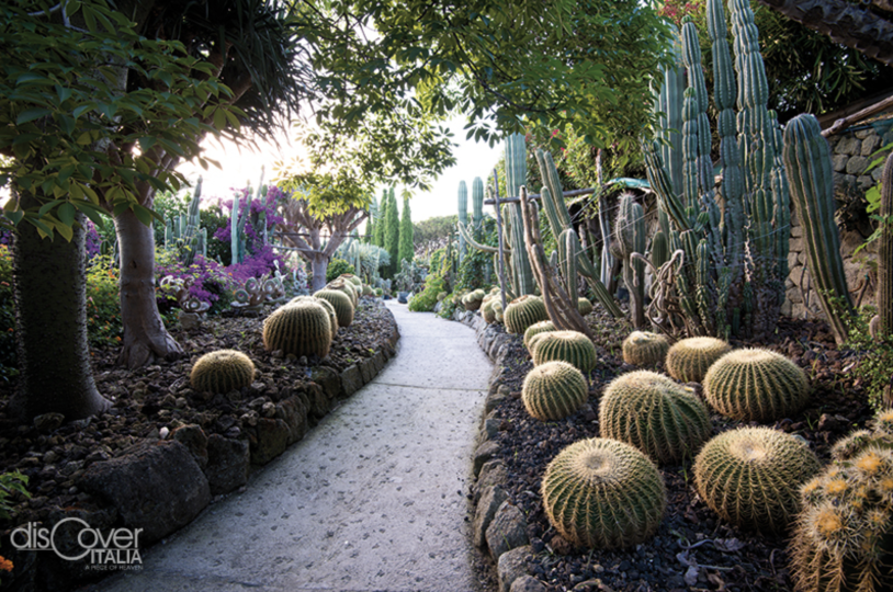 At the Ravino Gardens in Forio d'Ischia, the largest collection of succulent plants in Europe.
