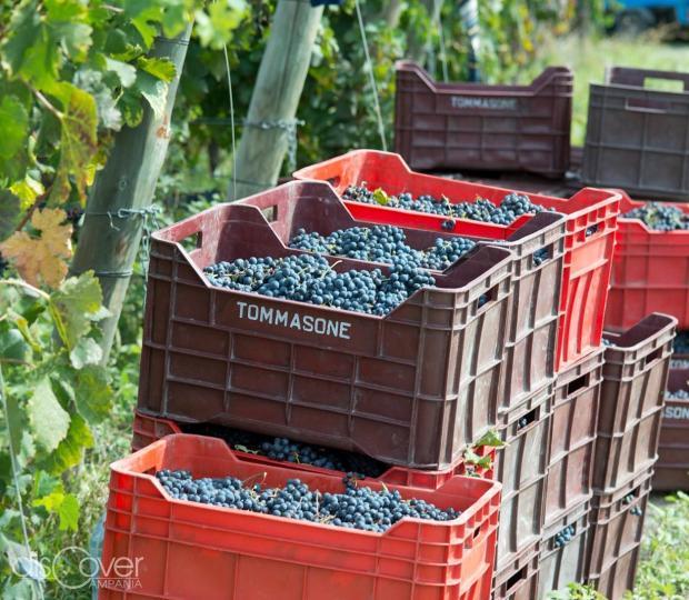 Tommasone, dal 1870 vini di qualità dalle uve autoctone ischitane 